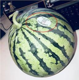 网红吃瓜wz,揭秘娱乐圈幕后真相