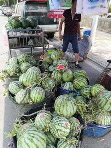 文安网红吃瓜事件,揭秘网络舆论背后的真相