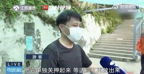 网红吃瓜二辰,揭秘娱乐圈幕后真相