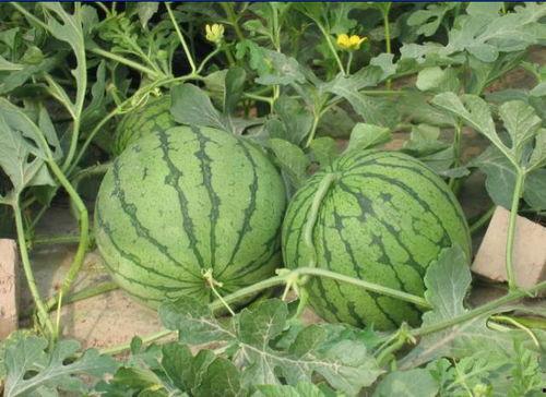 绍兴网红吃瓜事件,揭秘网络舆论的风云变幻