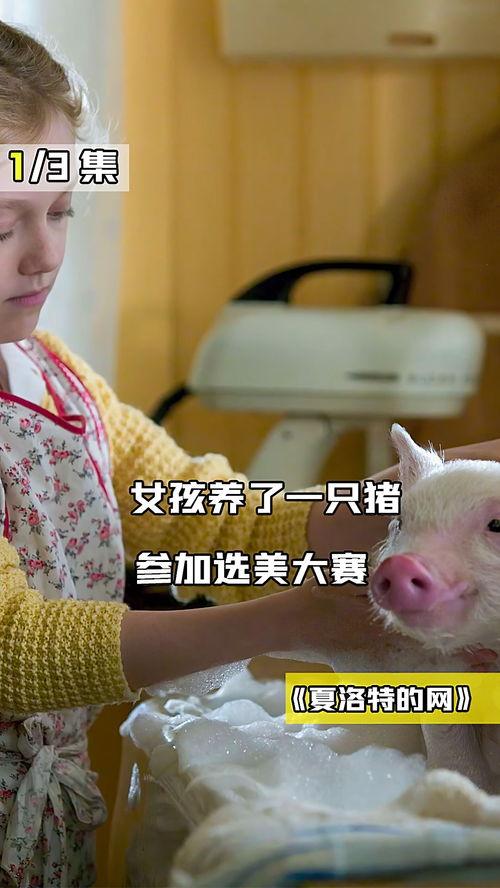 网红猪小七吃瓜视频大全,趣味横生的网红美食之旅